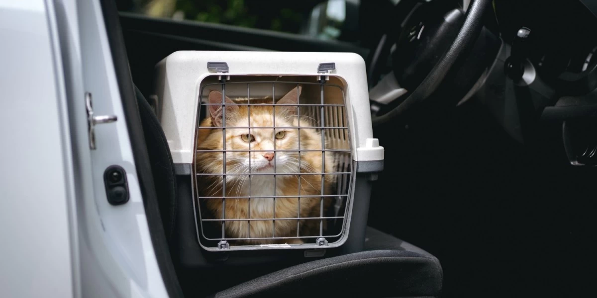 8 Top-Rated Pet Movers and Insurance Plans in Singapore