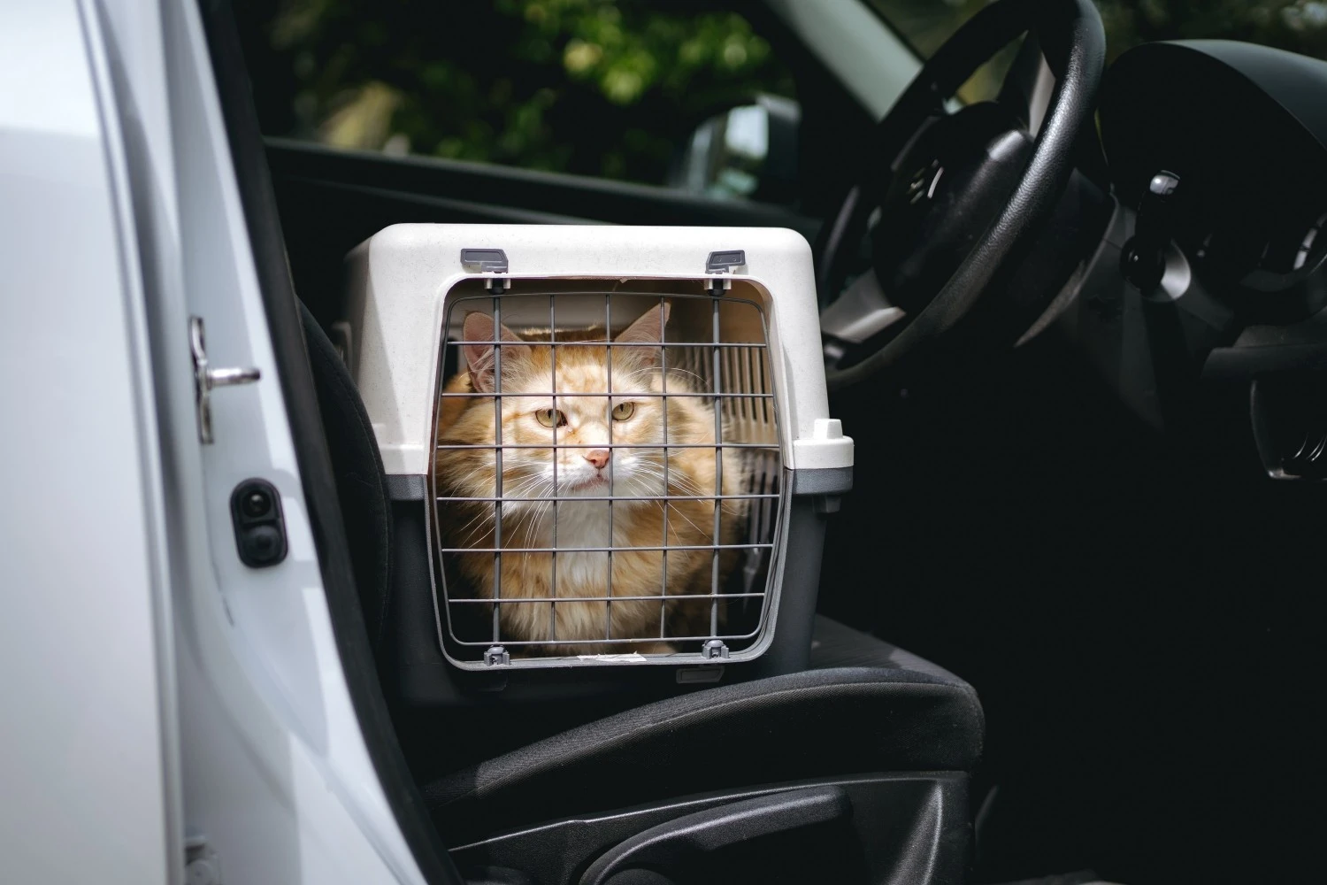 8 Top-Rated Pet Movers and Insurance Plans in Singapore