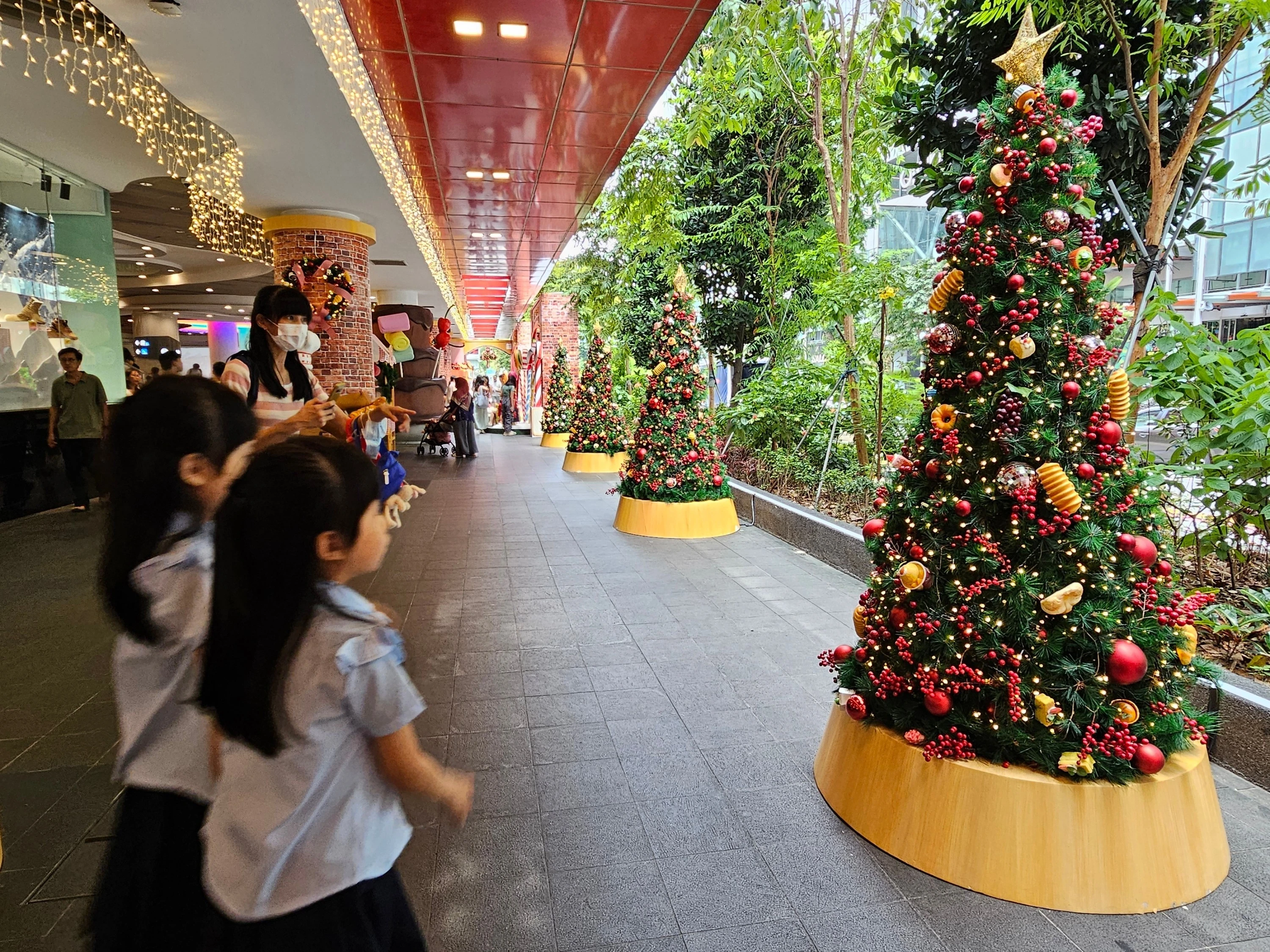 Guide to Buying and Caring for a Live Christmas Tree in Singapore