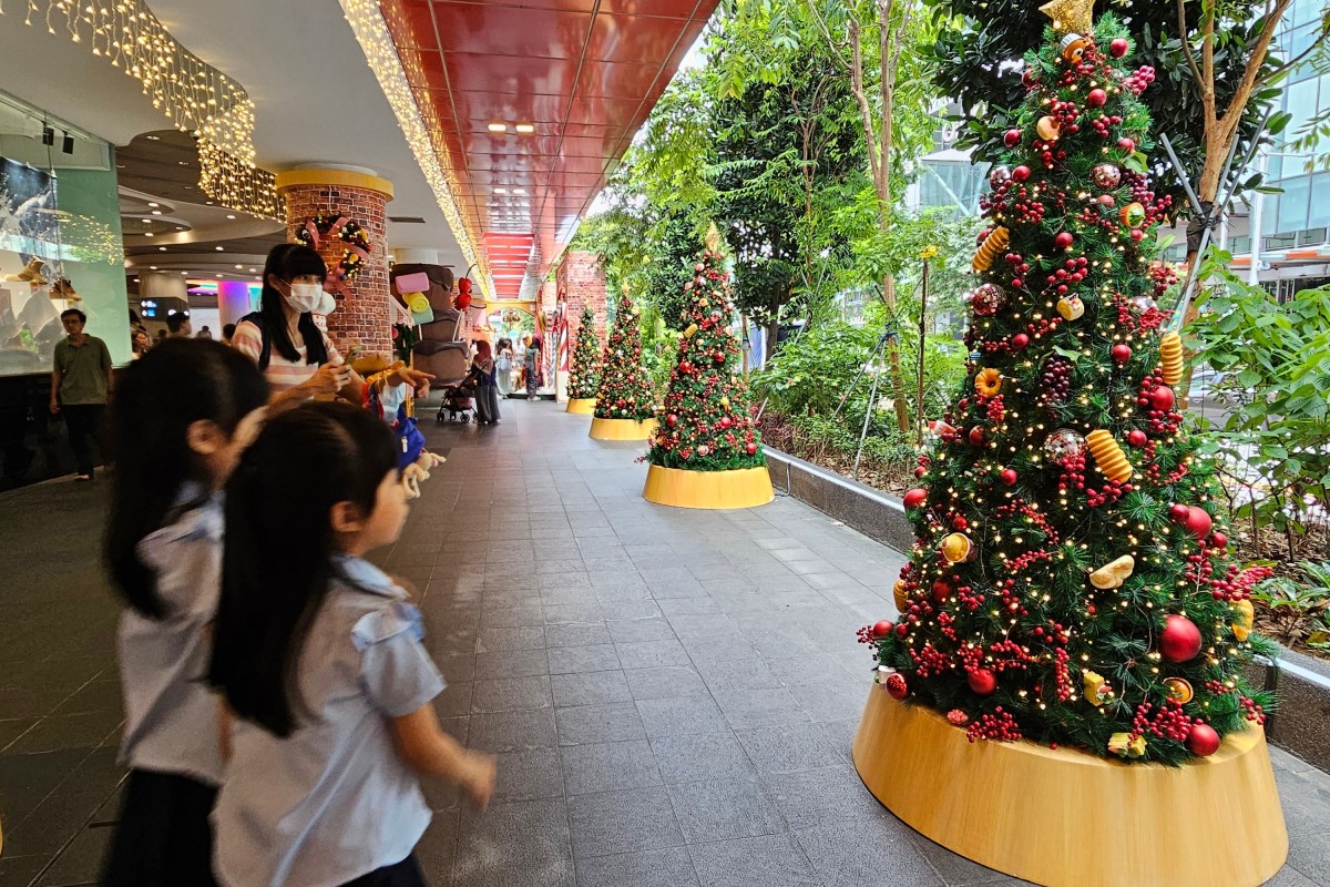 Guide to Buying and Caring for a Live Christmas Tree in Singapore