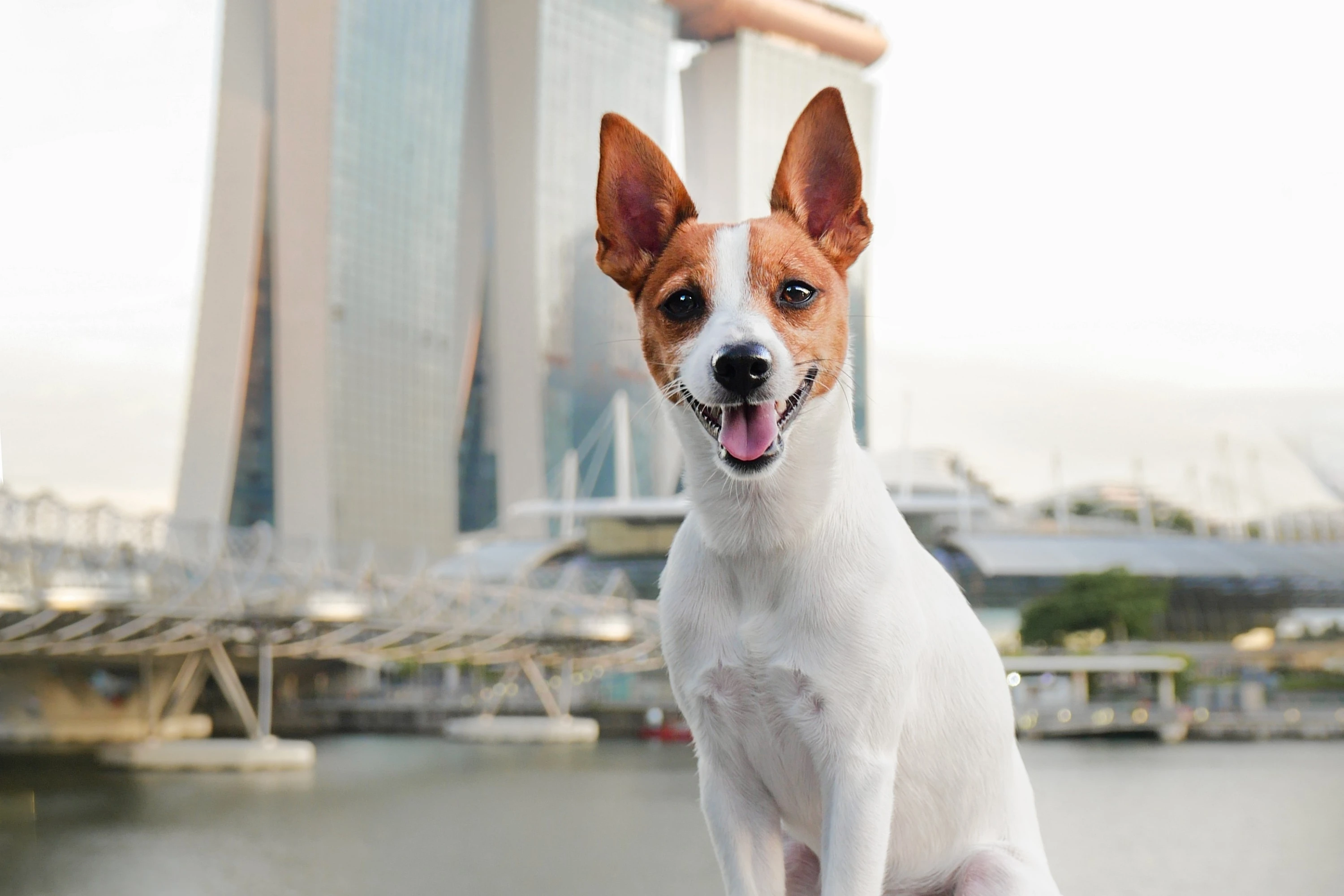 Where you can adopt a cat or dog in Singapore