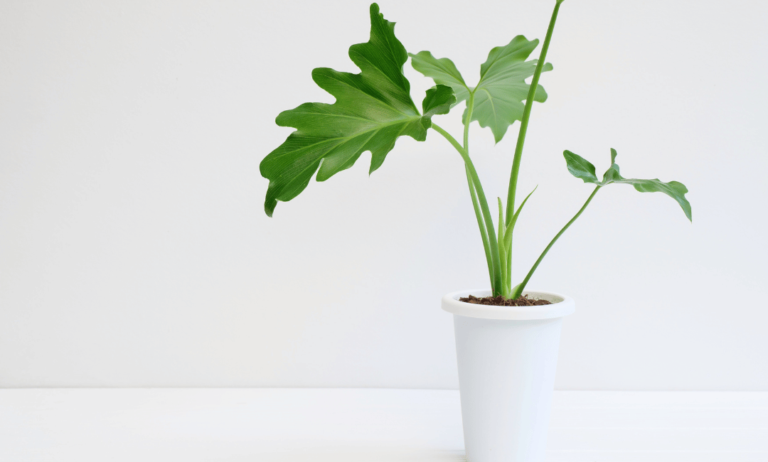 Philodendron