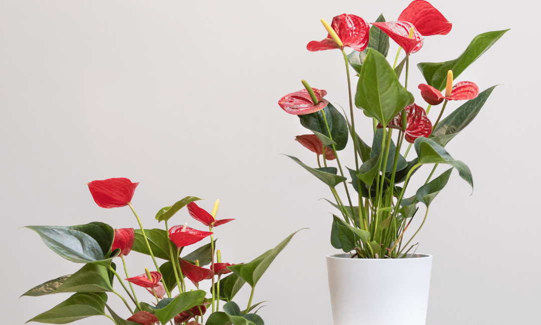 Anthurium