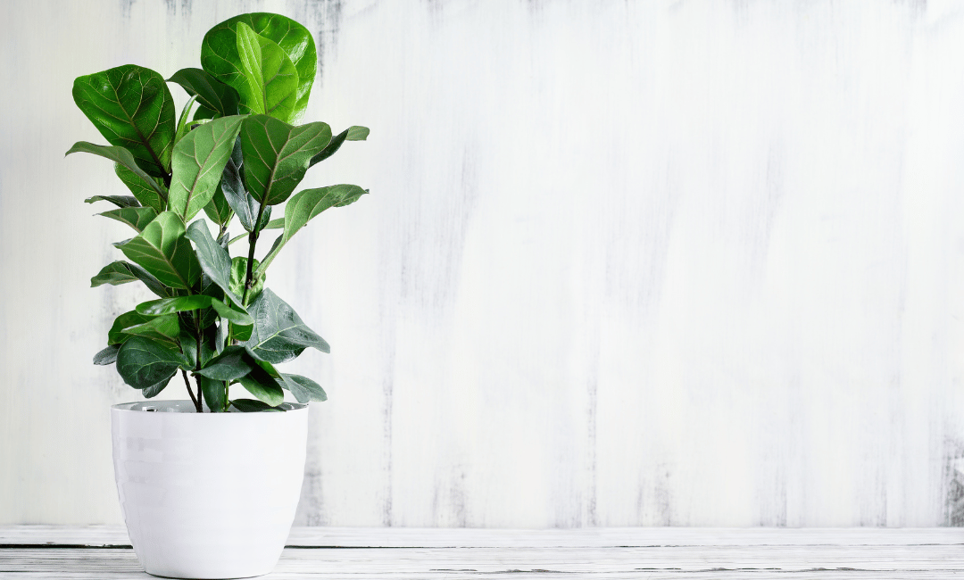Fiddle Leaf Fig