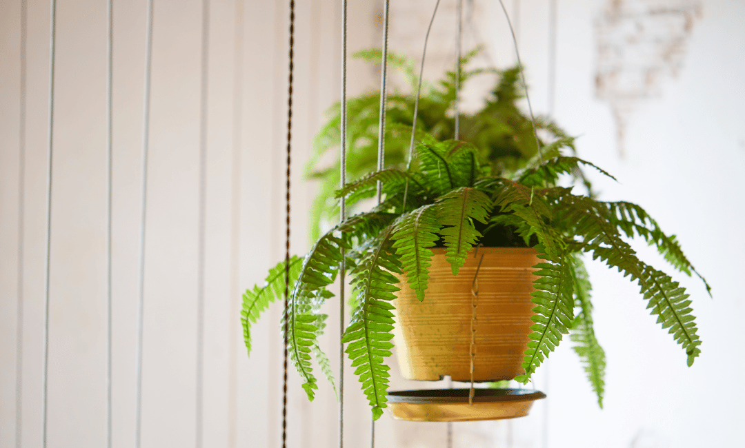 Boston Fern