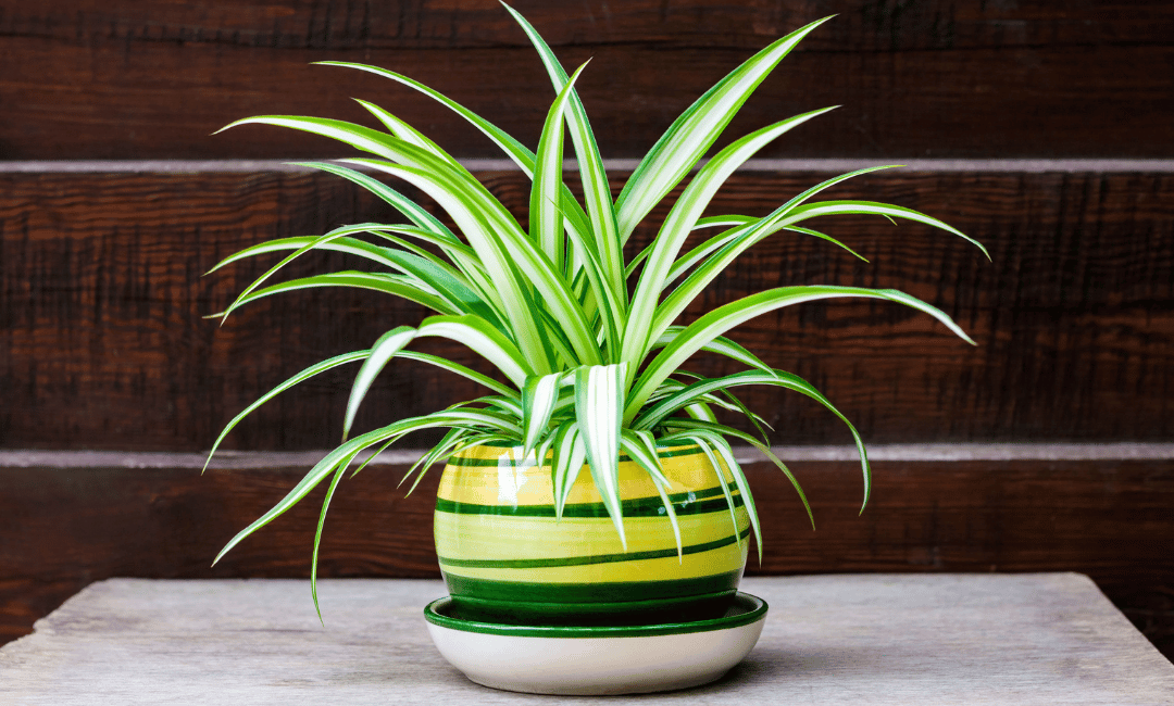 Spider Plant