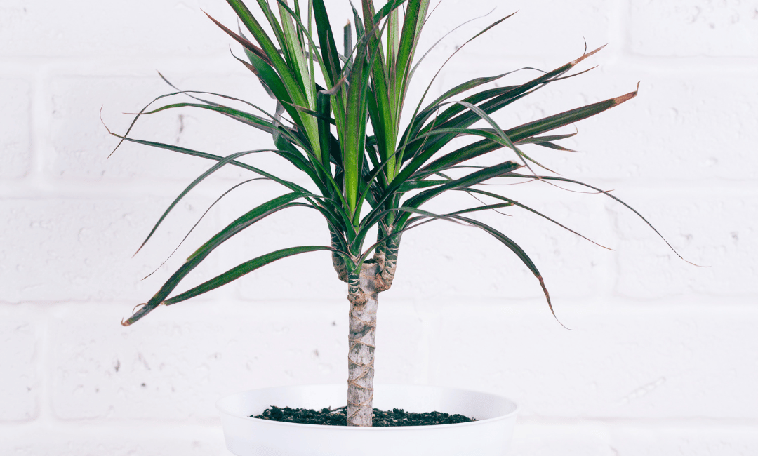 Dracaena